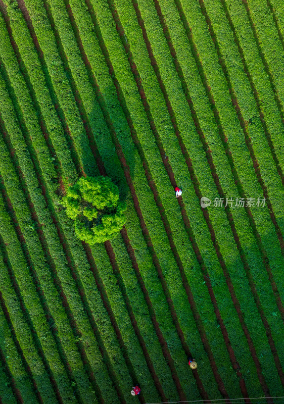 春天的长沙乌山茶场航拍