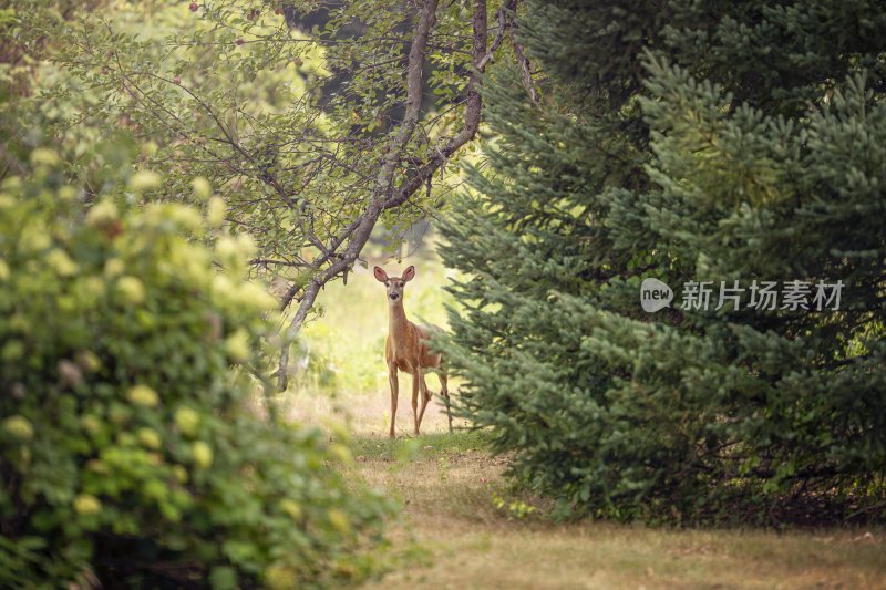 大自然森林树木旅行徒步野营