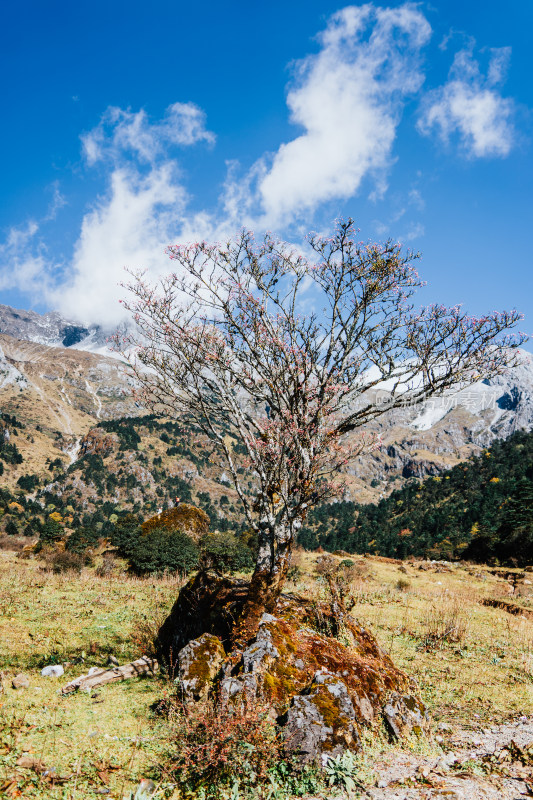 丽江玉龙雪山蚂蝗坝