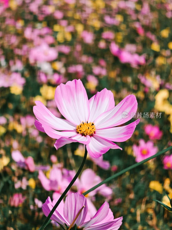 多彩波斯菊