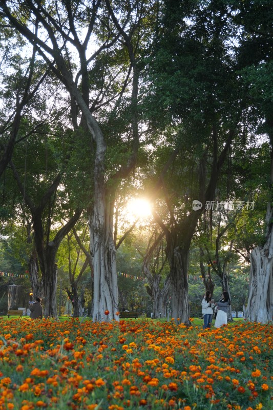 黄昏花海