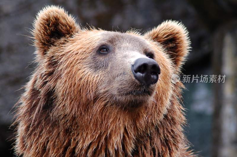 野生动物棕熊北极熊