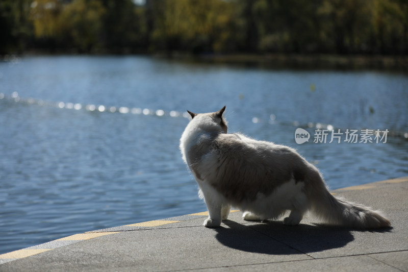 一只在湖边行走的布偶猫