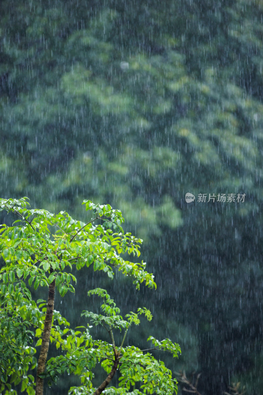 下雨天雨水中植物背景