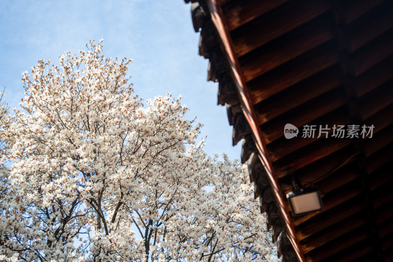 春天上海龙华寺玉兰花