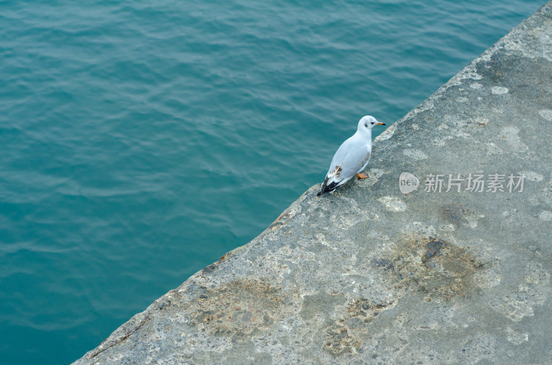 一只在大堤上行走的海鸥