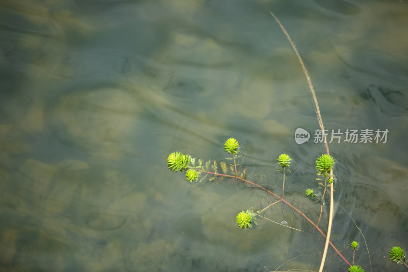 水边生长的绿色水生植物