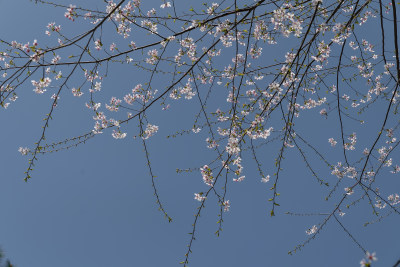 春天盛开的花朵