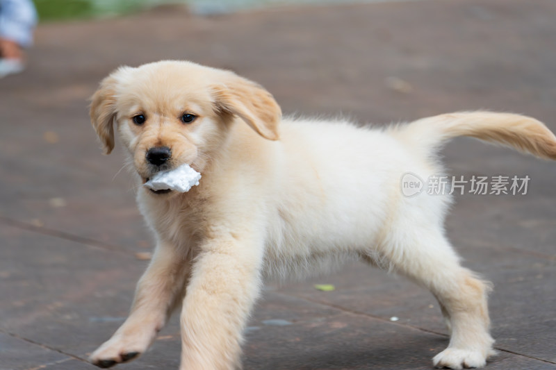 金毛幼犬口叼物品行走画面