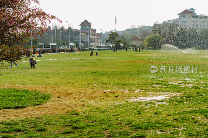 青岛汇泉湾春日草坪