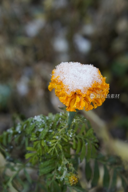 覆雪的黄色花朵特写