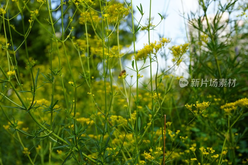 上海街道植物花卉绿色