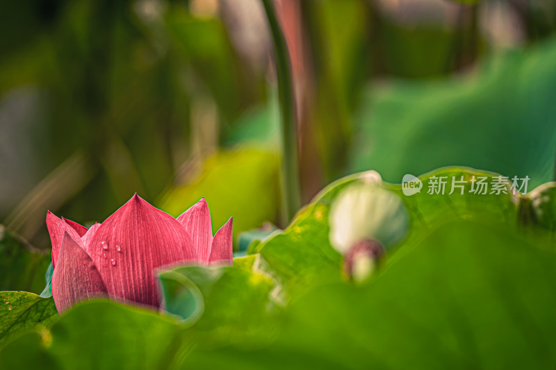 雨后荷花上的水珠