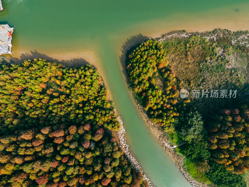 佛山顺德水杉林