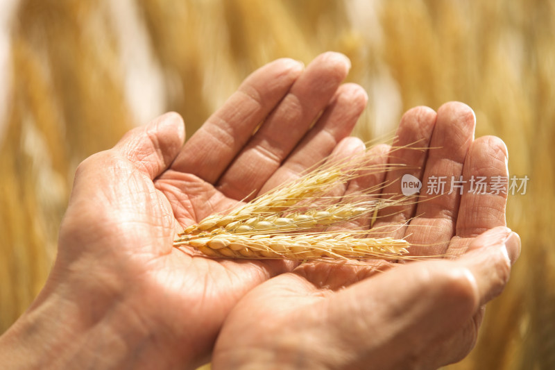 农民手捧小麦