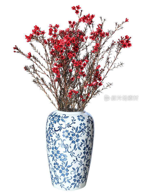 青花瓷花瓶里插着春节年花红色腊梅的白底图