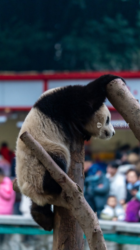 爬树的大熊猫