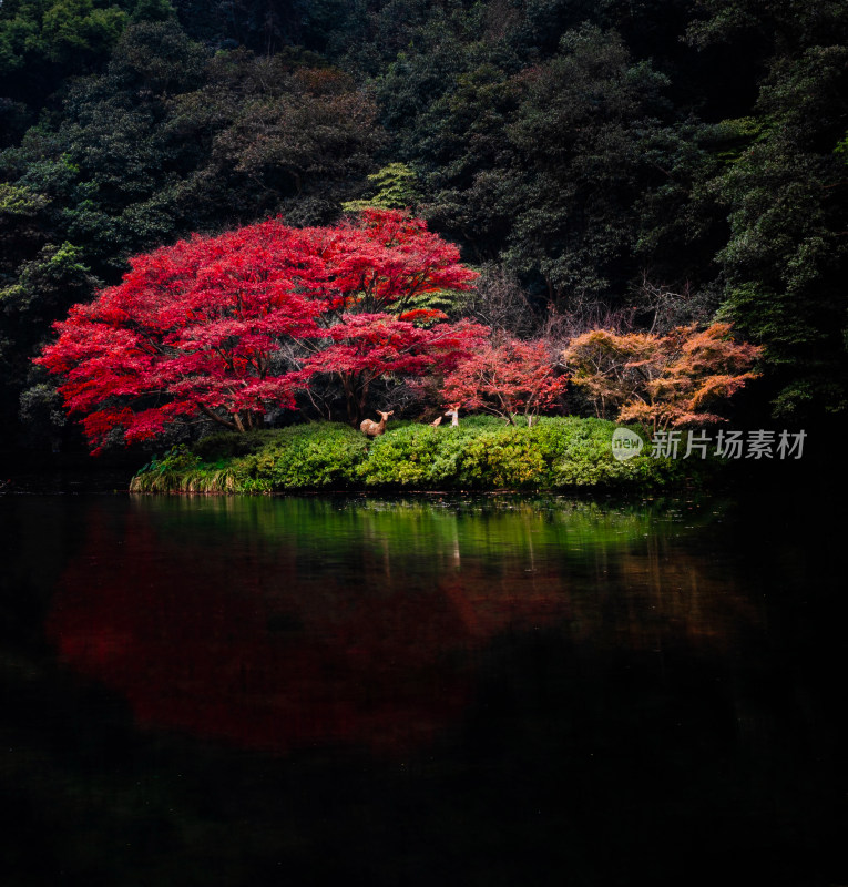 杭州九溪水边红叶树木自然景观