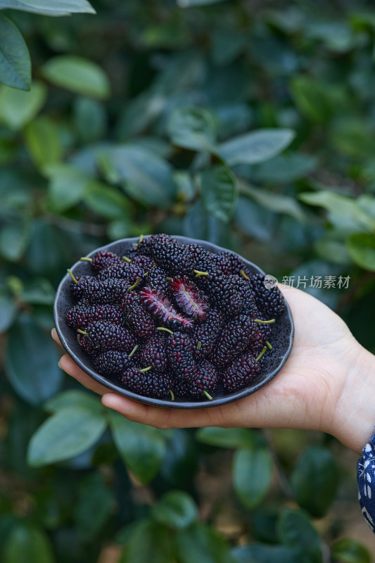 桑葚 新鲜桑葚 黑桑葚 野生黑桑葚