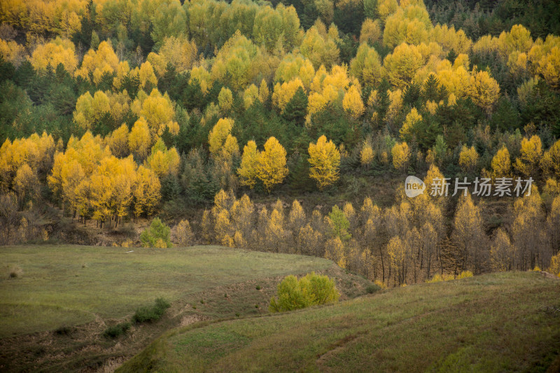 秋天山区林场金黄的树木层林尽染