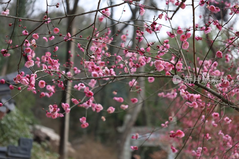 盛开的粉色梅花树枝近景特写