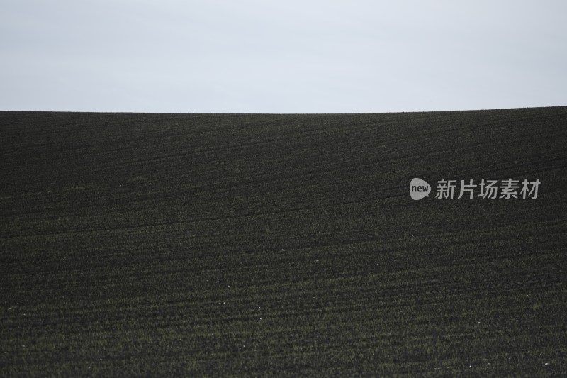 收割后的纹理感稻田