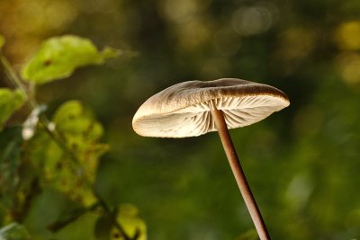 野生菌野生菌蘑菇生长环境菌类山菌