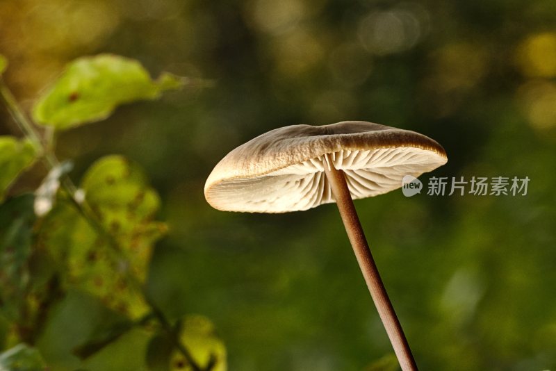 野生菌野生菌蘑菇生长环境菌类山菌