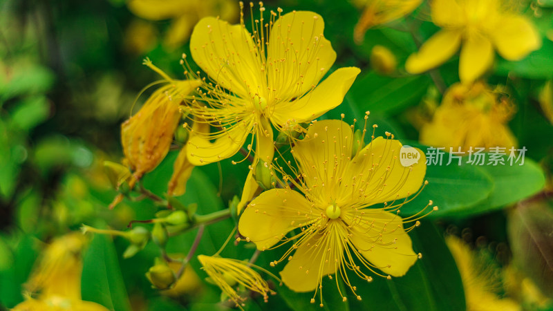 金丝桃开花特写