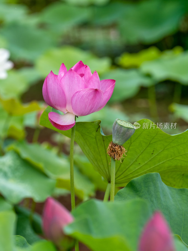 夏天荷花特写