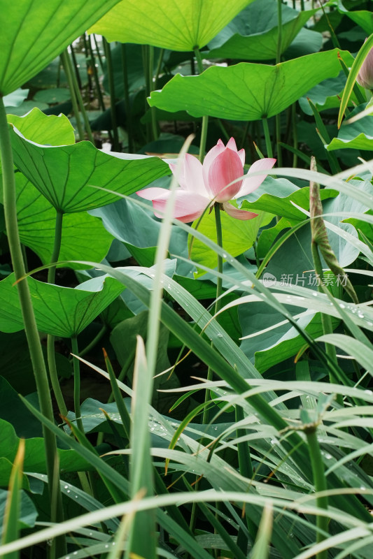 北京莲花池公园荷花