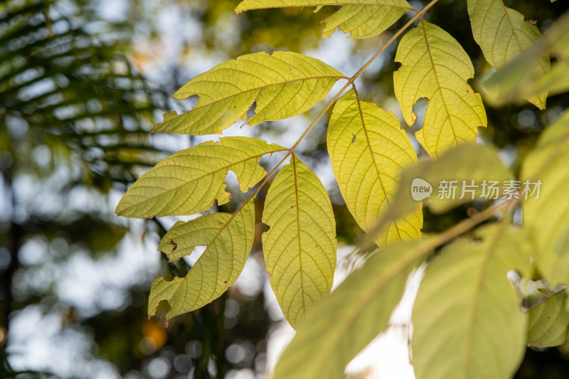 生长的植物叶子