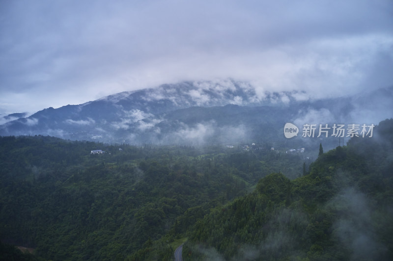 峨眉山的原始森林