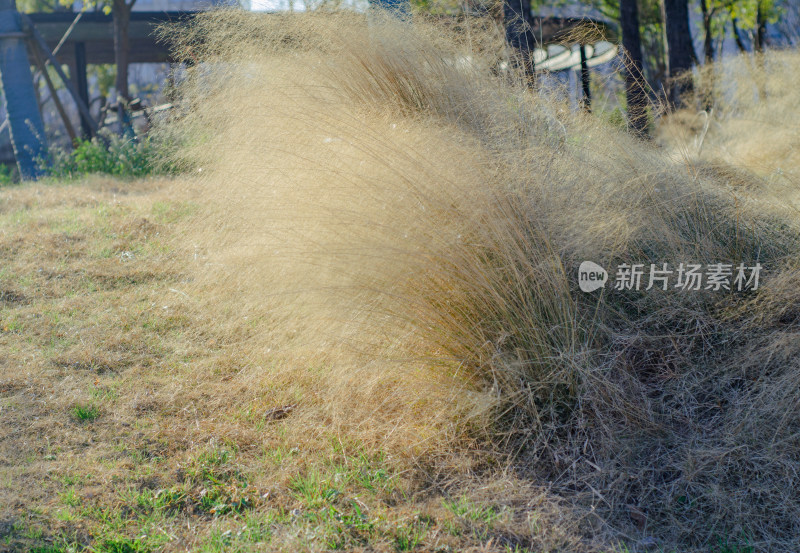 上海滴水湖旁的粉黛乱子草入冬已经变黄