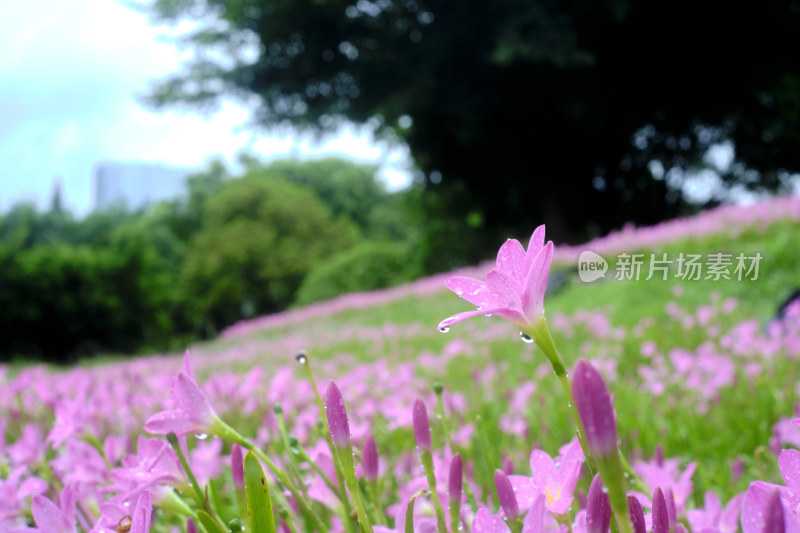 粉色的风雨兰花海