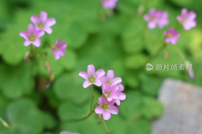 微距粉色小花绿植画面