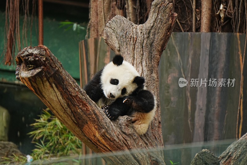 大熊猫幼崽坐树干憨态可掬