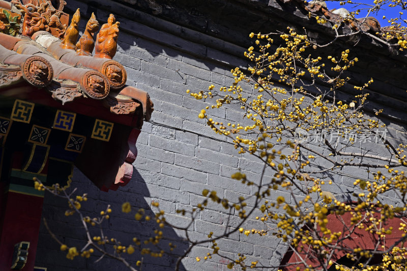 河北省石家庄市鹿泉区十方院腊梅