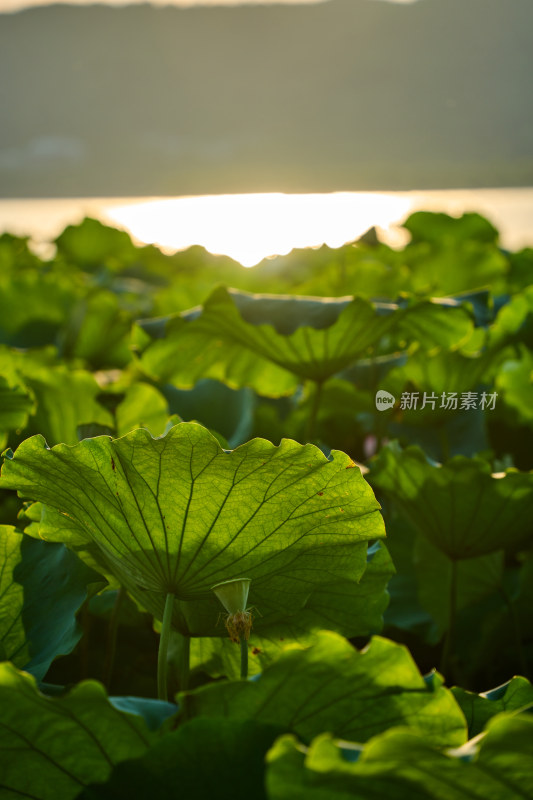 夕阳下的莲叶