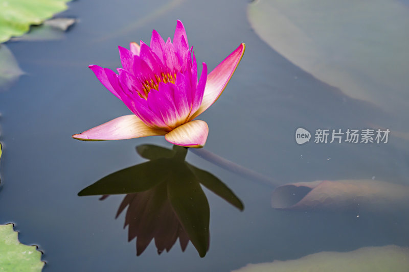 上海新浜荷花园睡莲