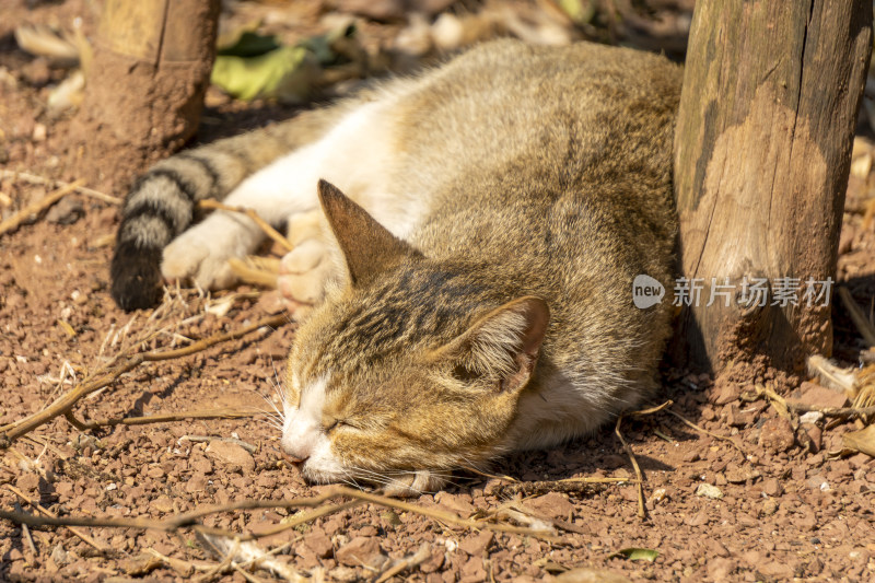 狸花猫慵懒休憩