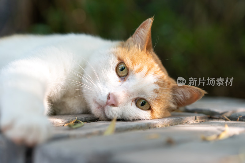 躺在墙上休息小猫旅行假日