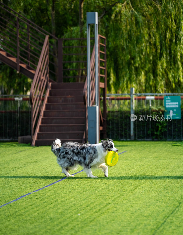 澳大利亚牧羊犬