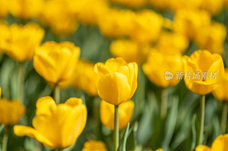 盛开的黄色郁金香花丛