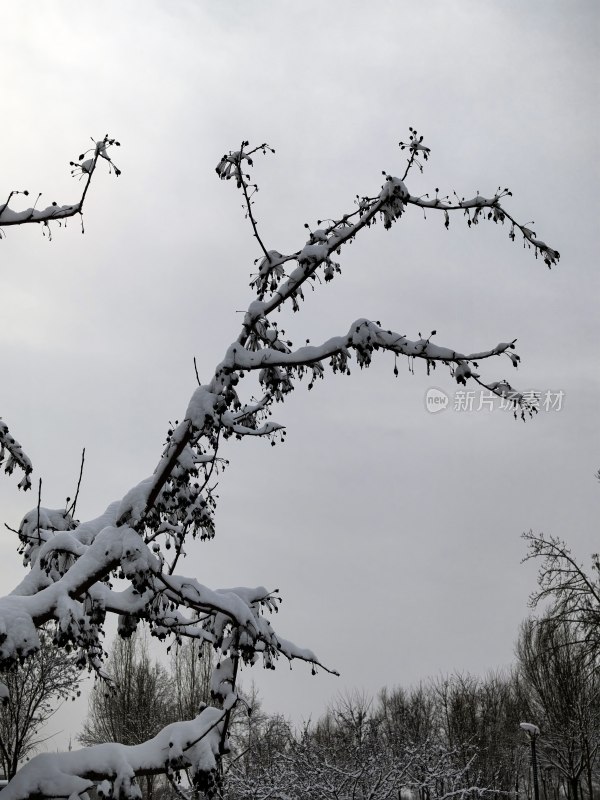 积雪覆盖树枝的冬季景象