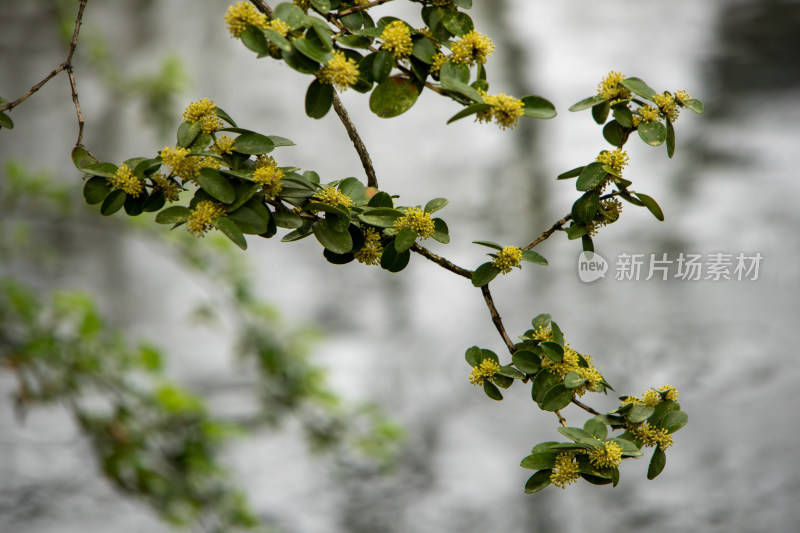 春天绿色植物小黄花特写