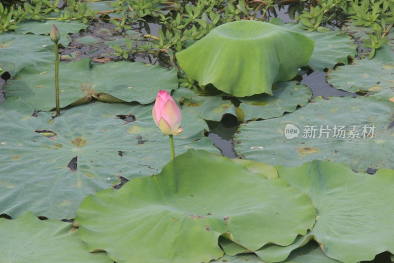 广东省东莞市桥头镇莲湖风景区