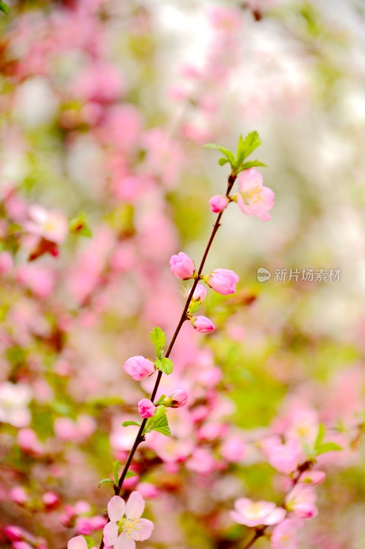 桃花花蕊花骨朵