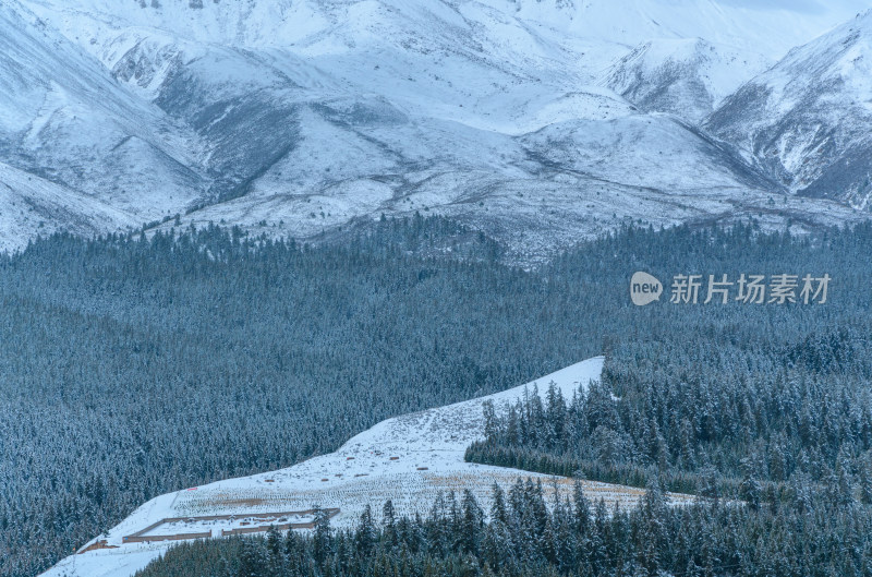青海祁连卓尔山树林自然唯美雪景风光