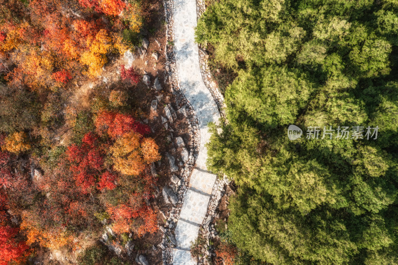 山东济南蝎子山秋季黄栌半青半红